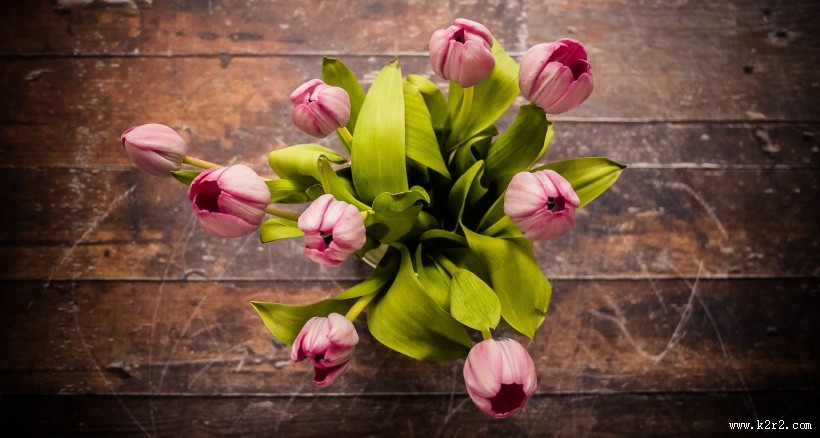 唯美好看的郁金香图片