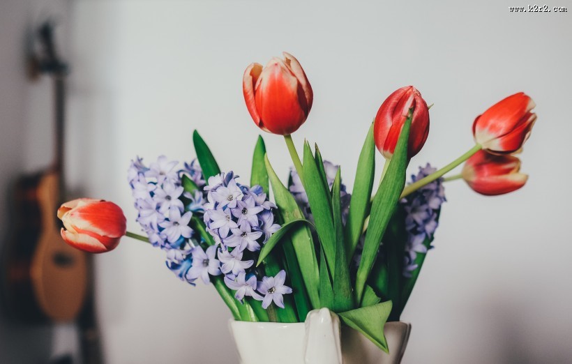 唯美好看的郁金香图片