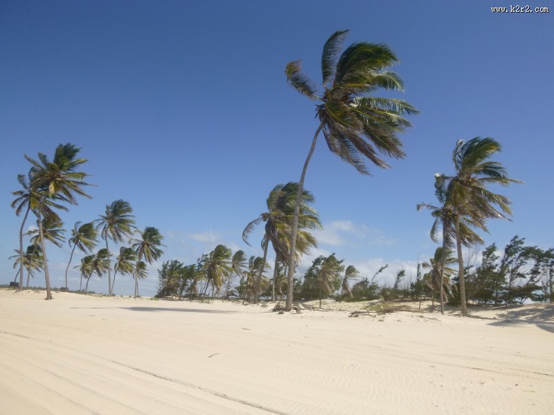 常绿乔木椰子树图片