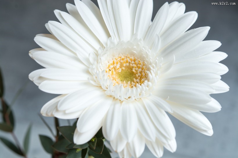 白色的非洲菊图片