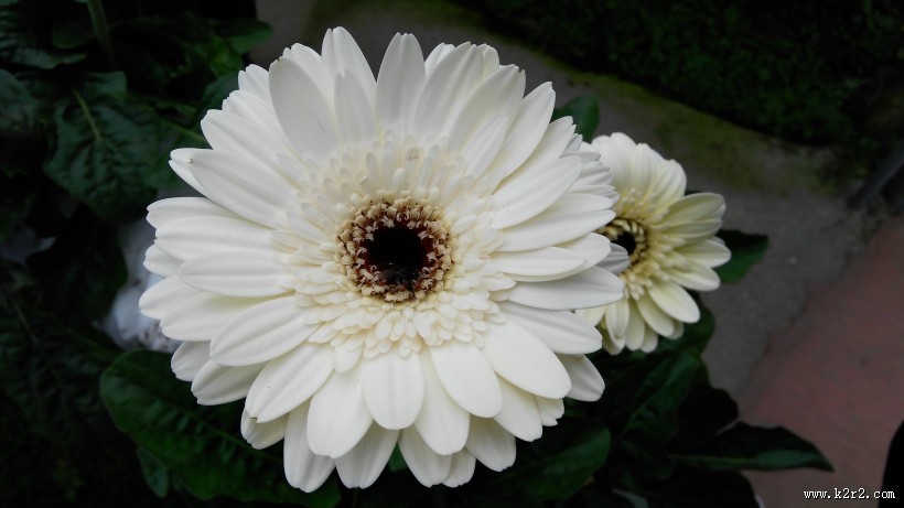 白色的非洲菊图片