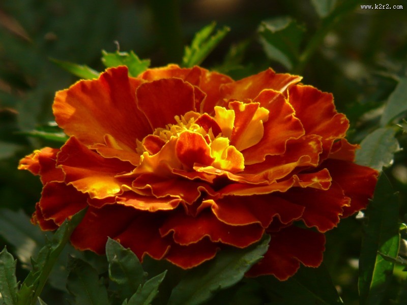 颜色鲜艳的万寿菊图片