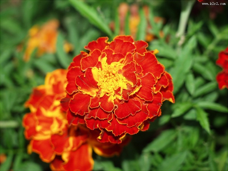 颜色鲜艳的万寿菊图片