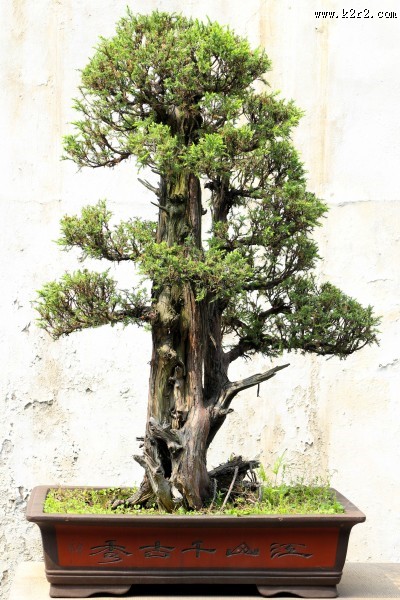 绿色植物盆景图片大全