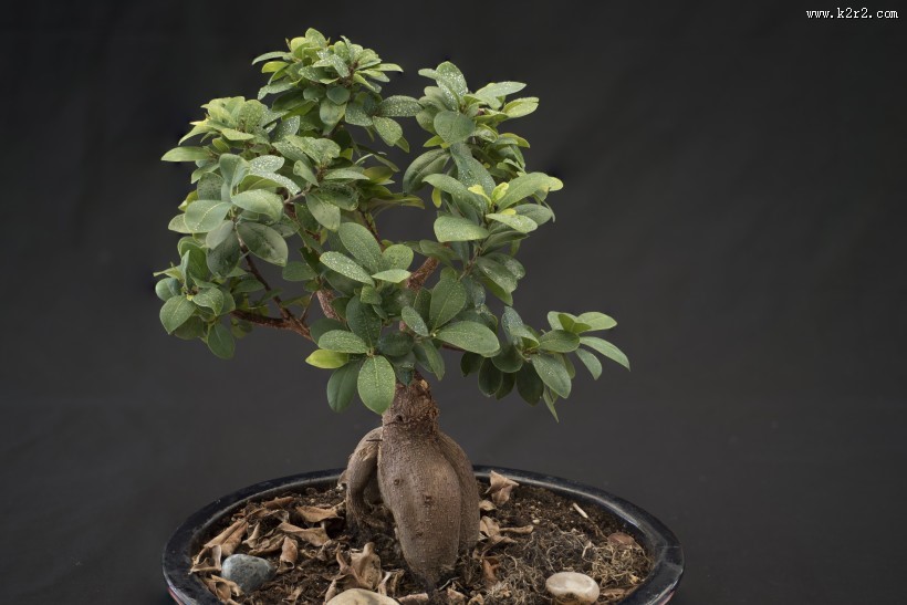 绿色植物盆景图片大全