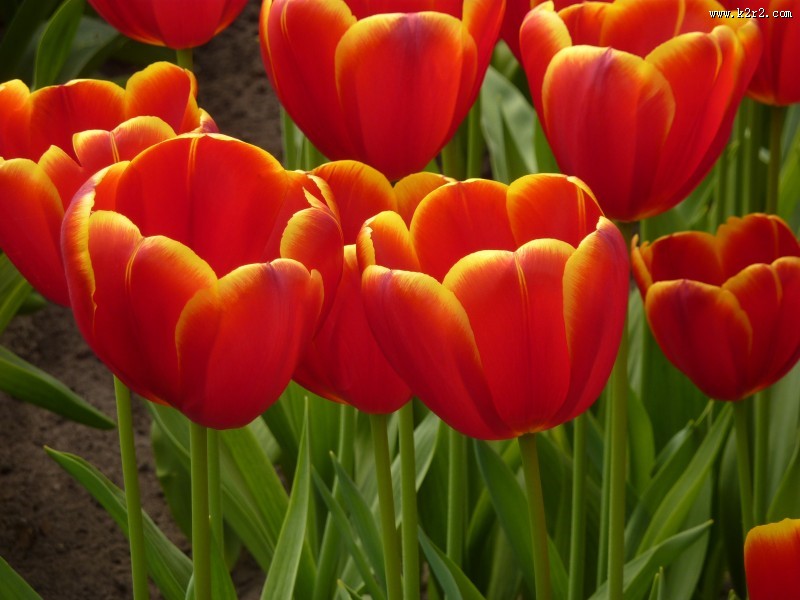 橙黄色的郁金香图片