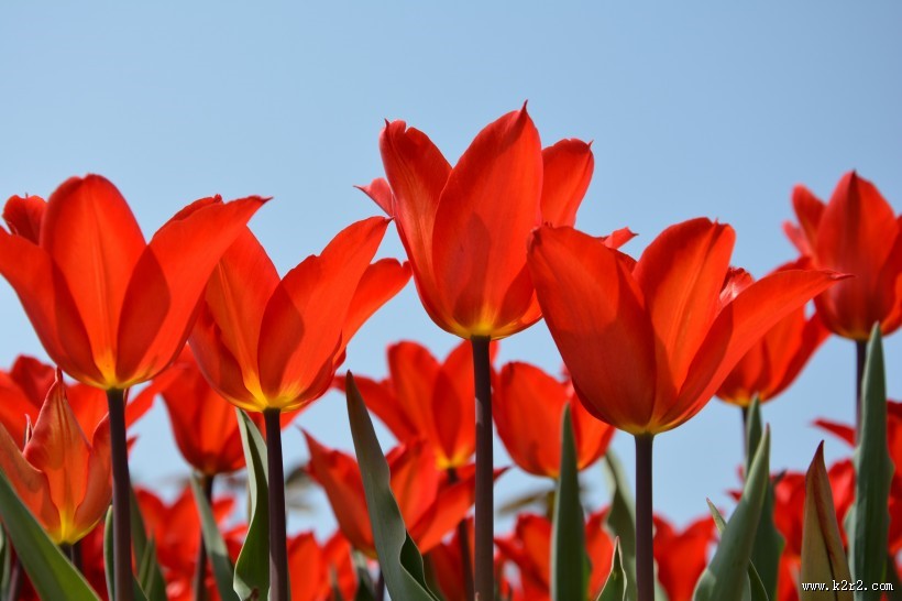 热烈开放的火红郁金香图片大全