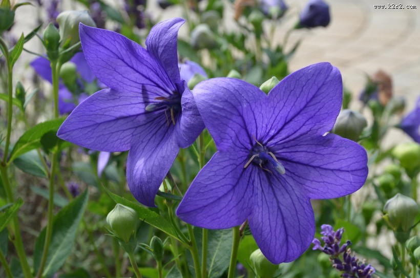 盛开的紫色桔梗花图片