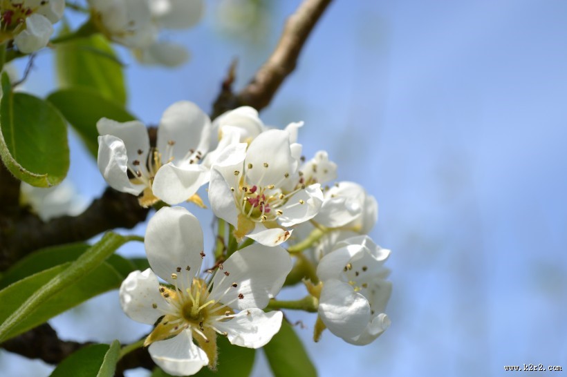雪白的梨花图片大全