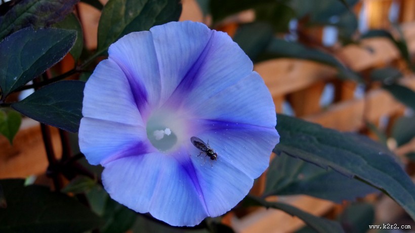 多彩的牵牛花图片