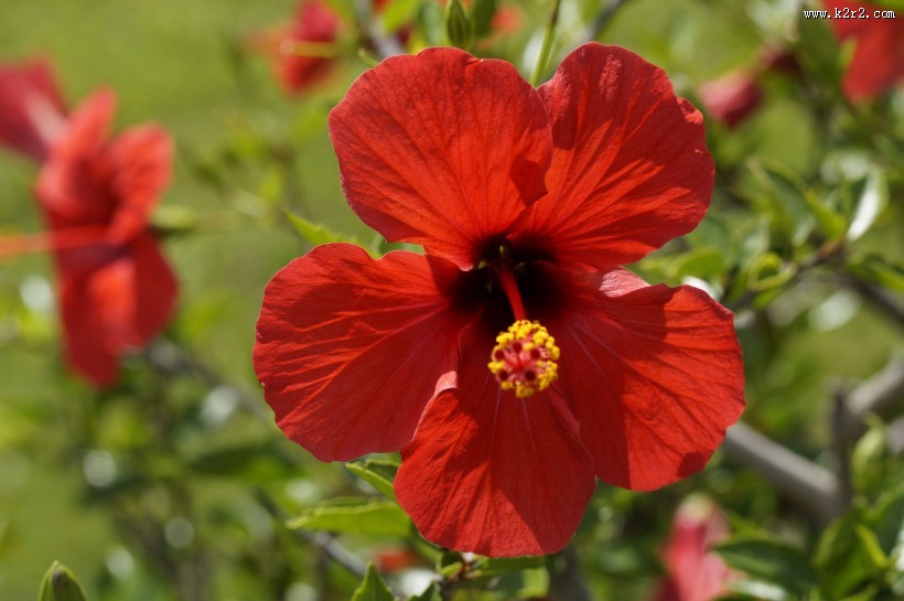 红色的蜀葵图片