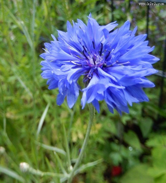 蓝色的矢车菊图片