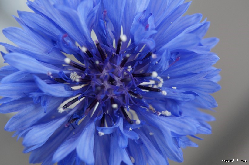 蓝色的矢车菊图片