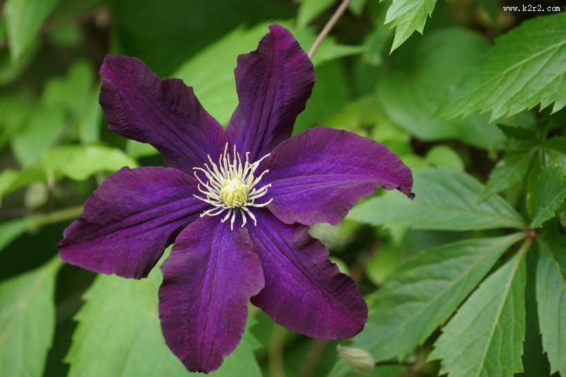 紫色的铁线莲图片