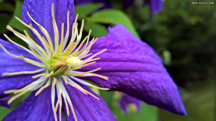 紫色的铁线莲图片