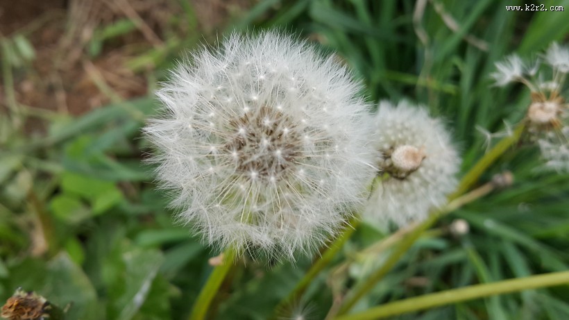 毛绒绒的蒲公英图片