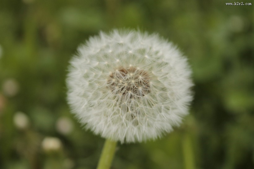 毛绒绒的蒲公英图片