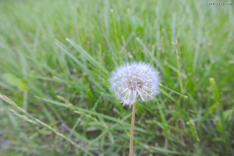 毛绒绒的蒲公英图片