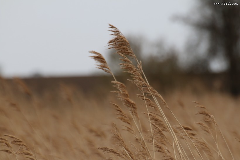 漂亮柔韧的芦苇图片