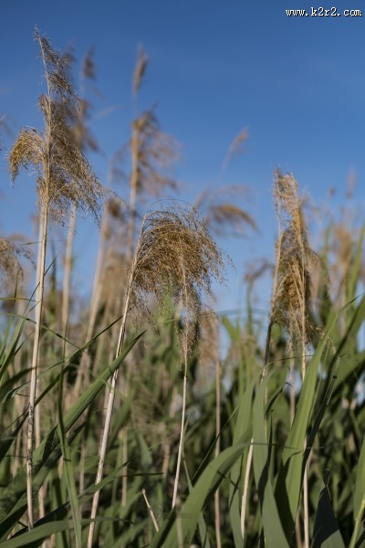 漂亮柔韧的芦苇图片