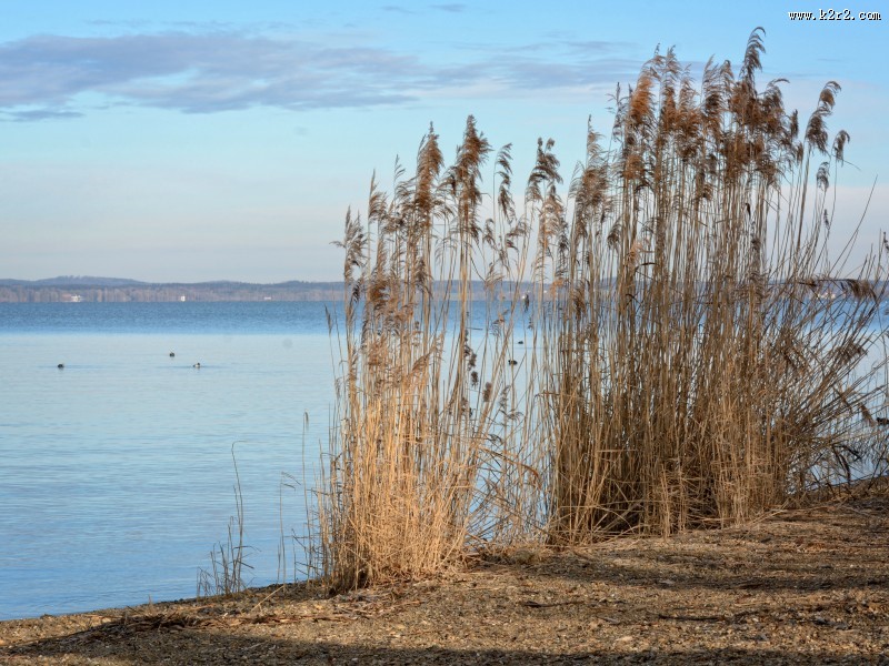 漂亮柔韧的芦苇图片