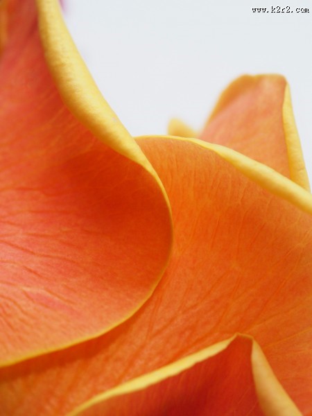 花的特写图片大全