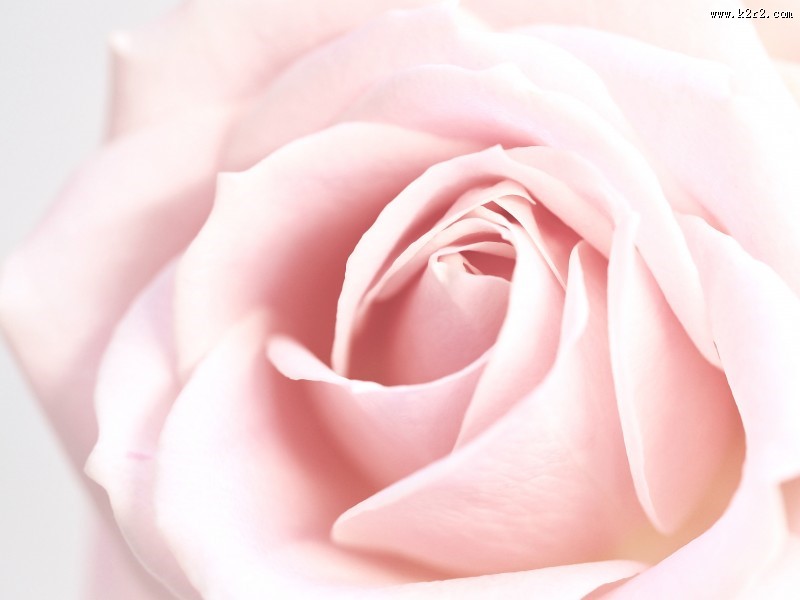 花的特写图片大全