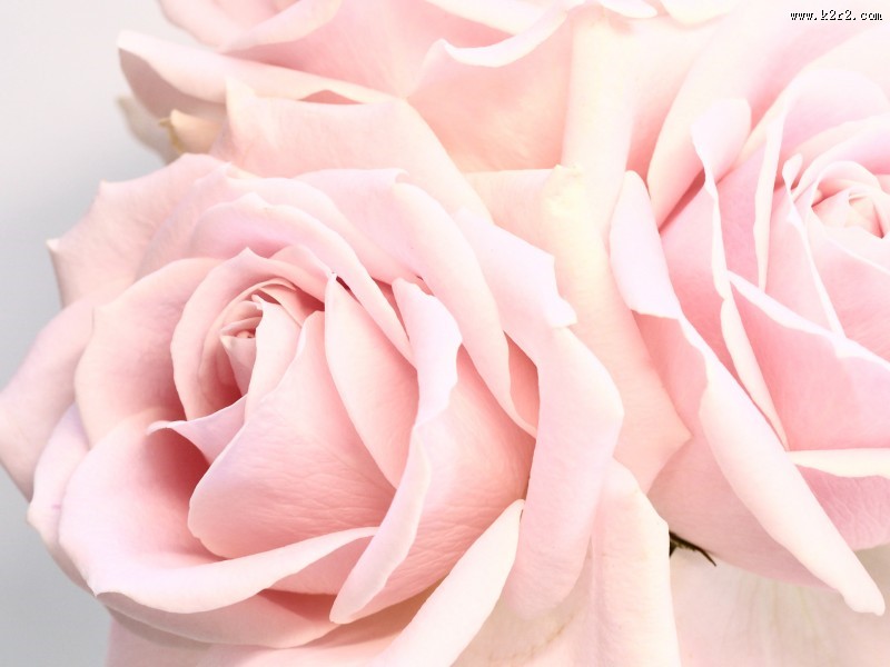 花的特写图片大全