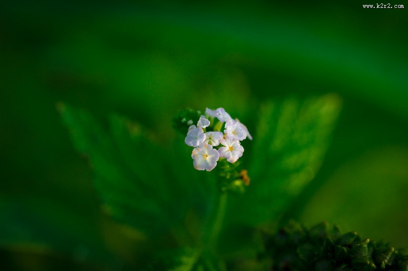 淡雅的野花图片大全