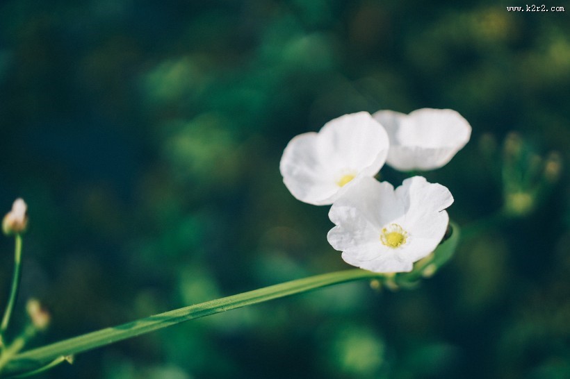 淡雅的野花图片大全