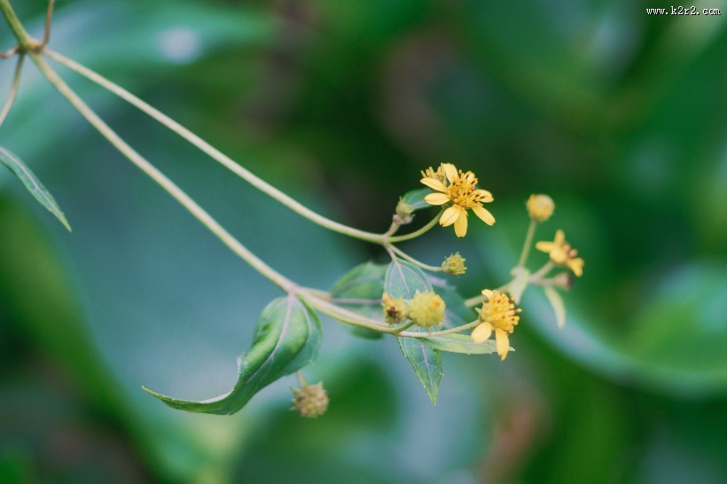 淡雅的野花图片大全