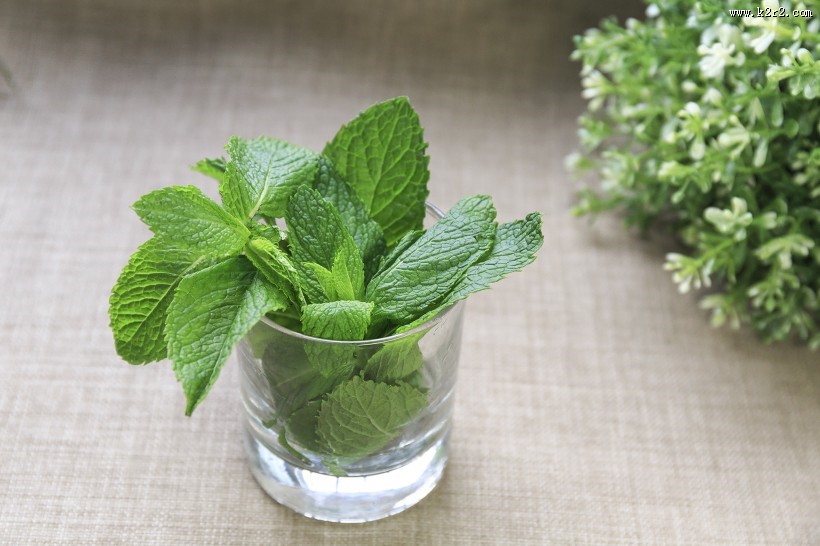 绿色薄荷图片