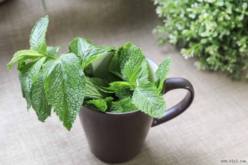 绿色薄荷图片