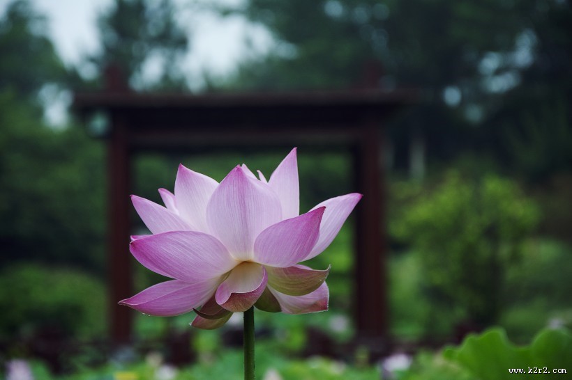 优雅漂亮的荷花图片