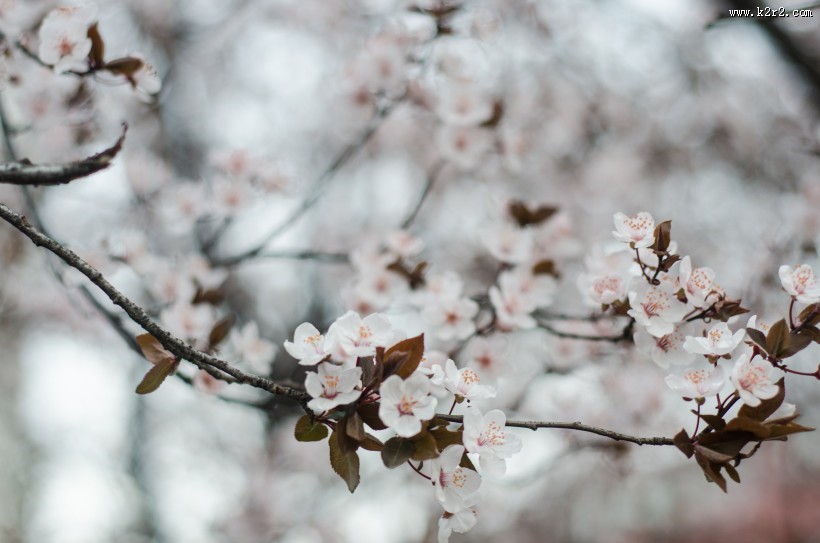 洁白似雪的樱花图片