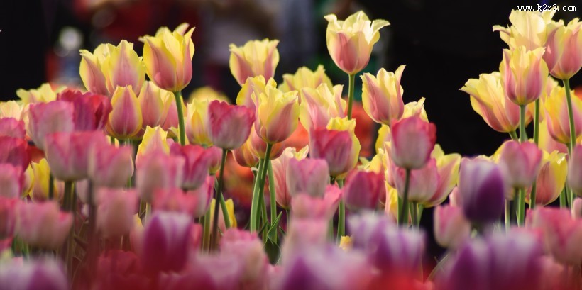 美丽的郁金香花丛图片
