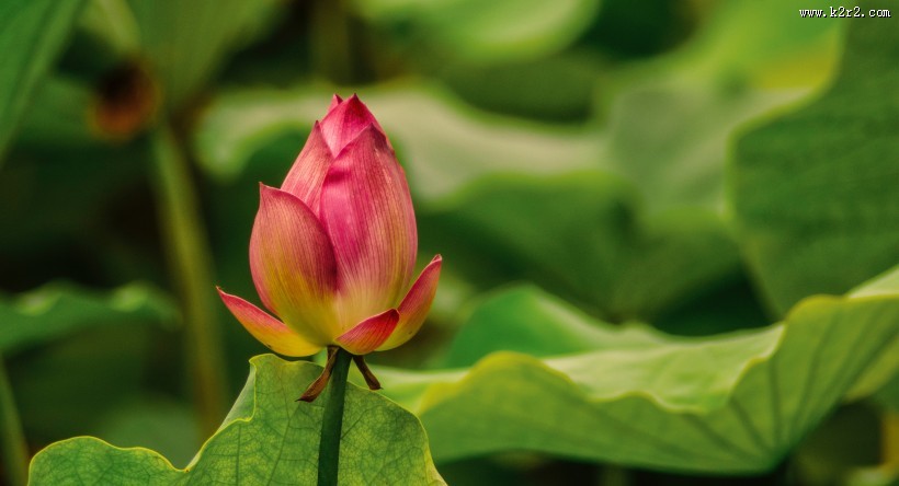 清新淡雅的荷花图片