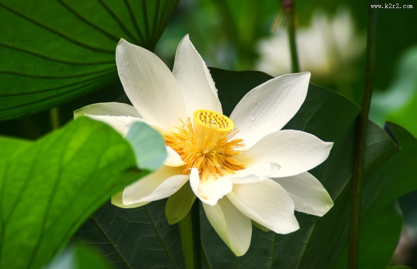 清新淡雅的荷花图片