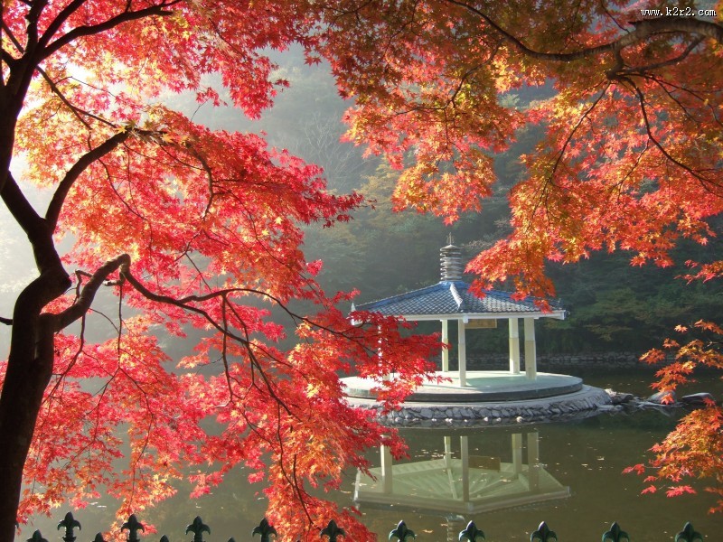 秋季唯美枫叶图片