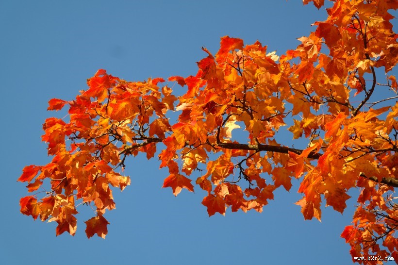 秋季唯美枫叶图片