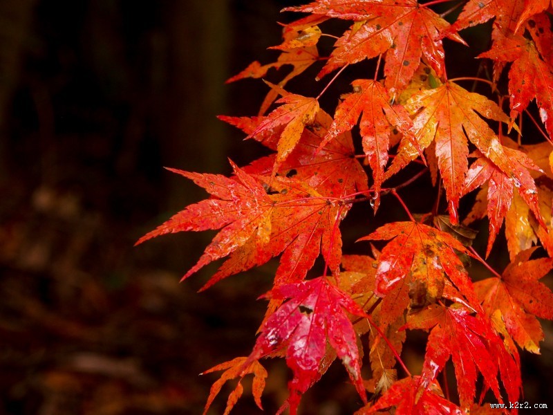 秋季唯美枫叶图片
