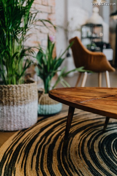 摆放在室内的绿色植物图片