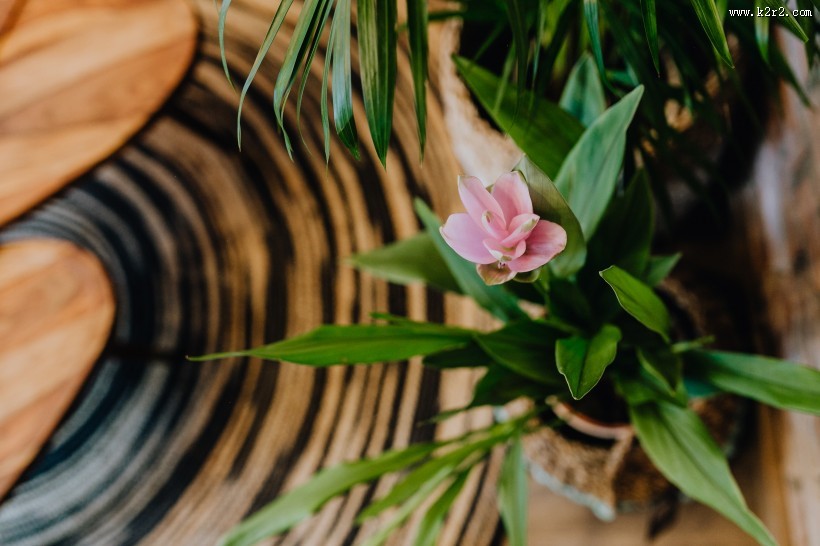 摆放在室内的绿色植物图片