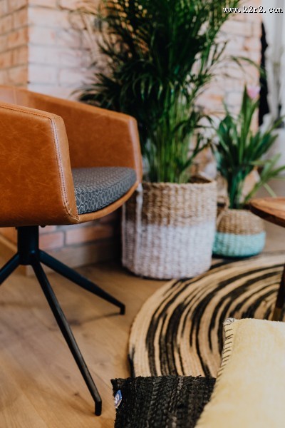 摆放在室内的绿色植物图片