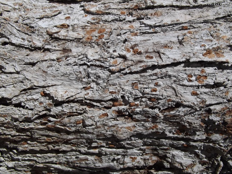 纹络各异的树皮图片