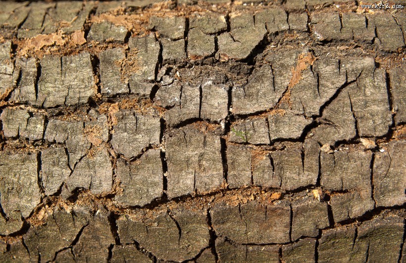 纹络各异的树皮图片