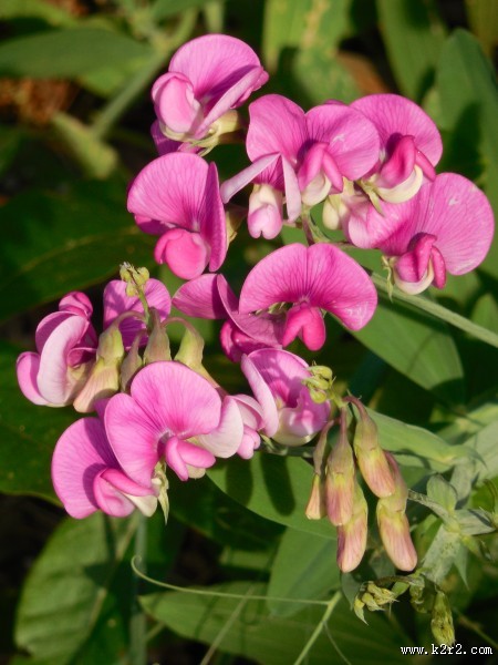 唯美的豌豆花图片