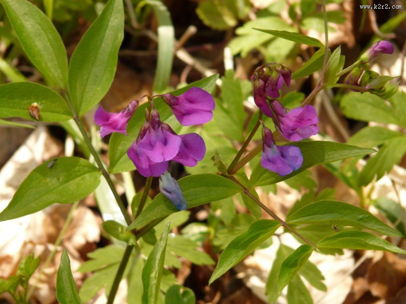唯美的豌豆花图片