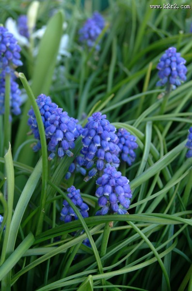 含苞待放的风信子图片