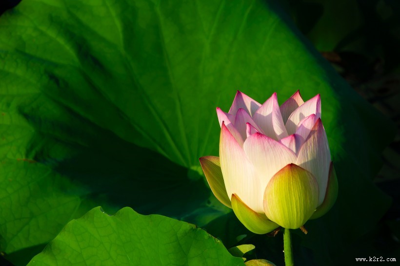 美丽的荷花图片大全